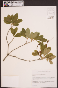 Rhododendron arborescens image