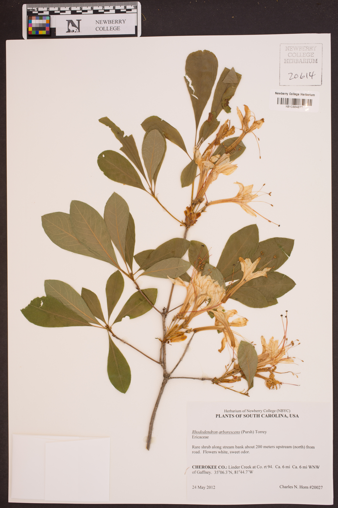 Rhododendron arborescens image