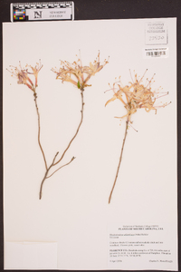 Rhododendron atlanticum image