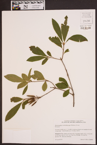 Rhododendron calendulaceum image