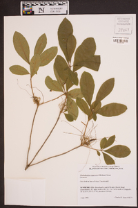 Rhododendron canescens image