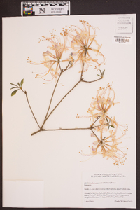 Rhododendron canescens image