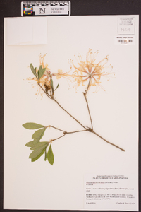 Rhododendron canescens image