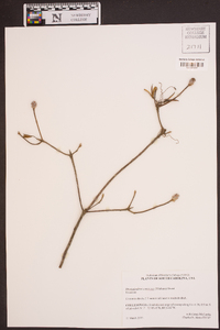 Rhododendron canescens image