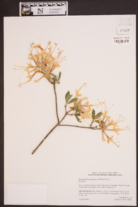 Rhododendron canescens image