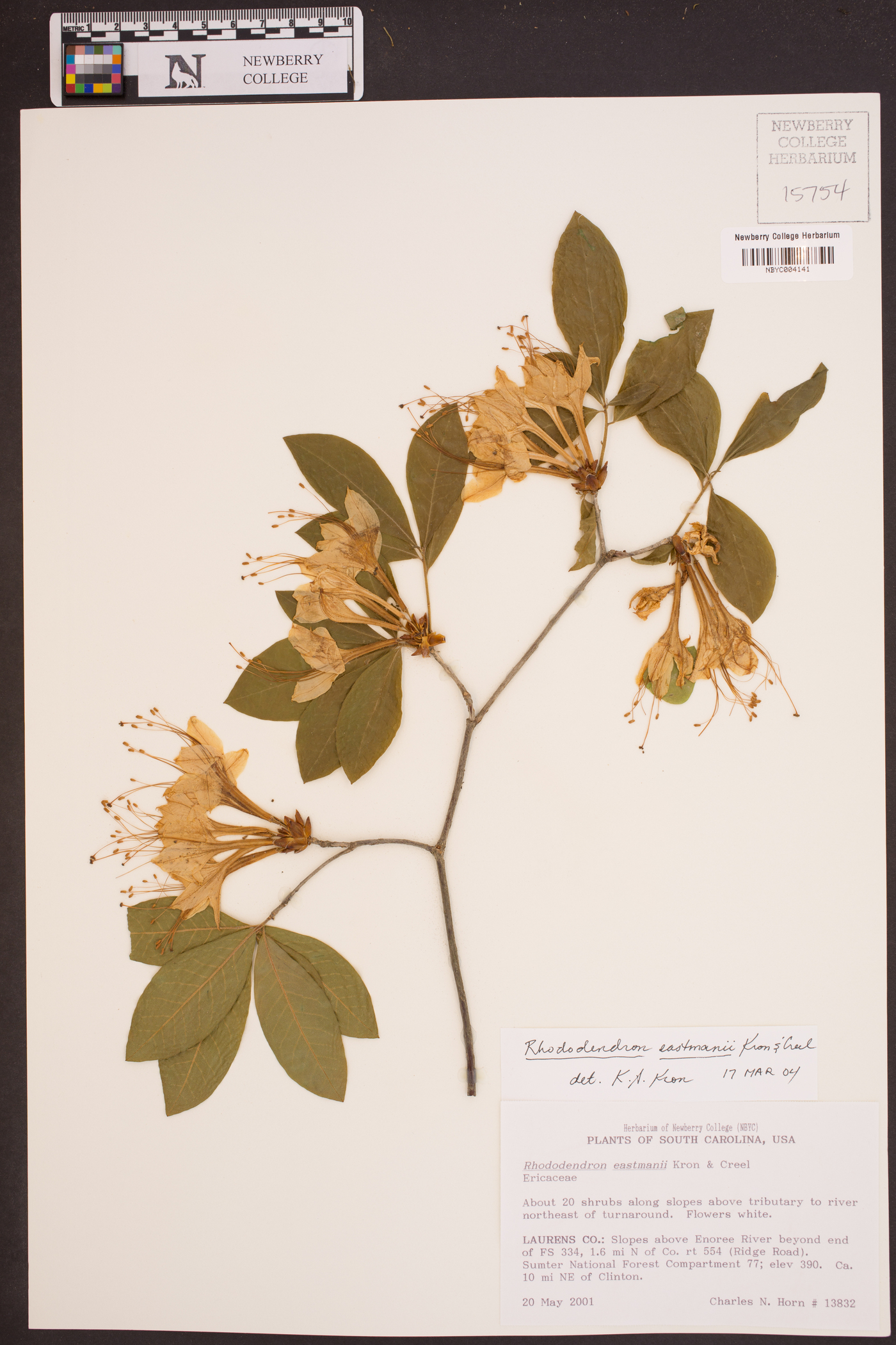 Rhododendron eastmanii image