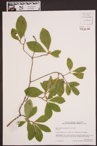 Rhododendron eastmanii image