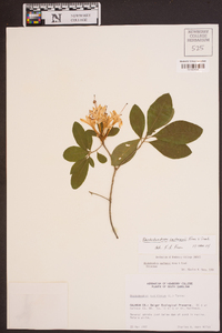 Rhododendron eastmanii image