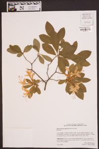 Rhododendron eastmanii image