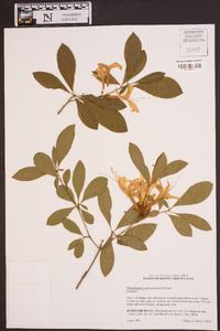 Rhododendron eastmanii image