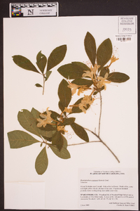 Rhododendron eastmanii image