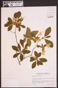 Rhododendron eastmanii image