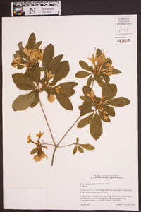 Rhododendron eastmanii image