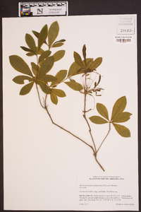 Rhododendron periclymenoides image