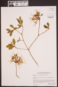 Rhododendron periclymenoides image