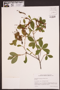 Rhododendron arborescens image