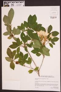 Rhododendron arborescens image