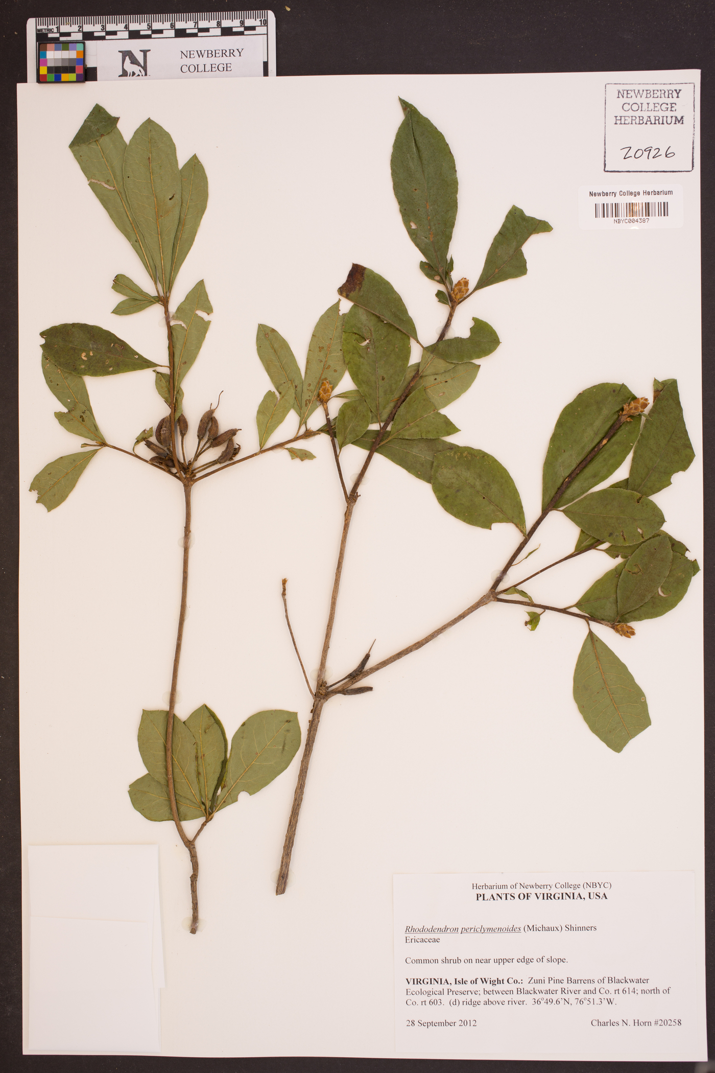 Rhododendron periclymenoides image