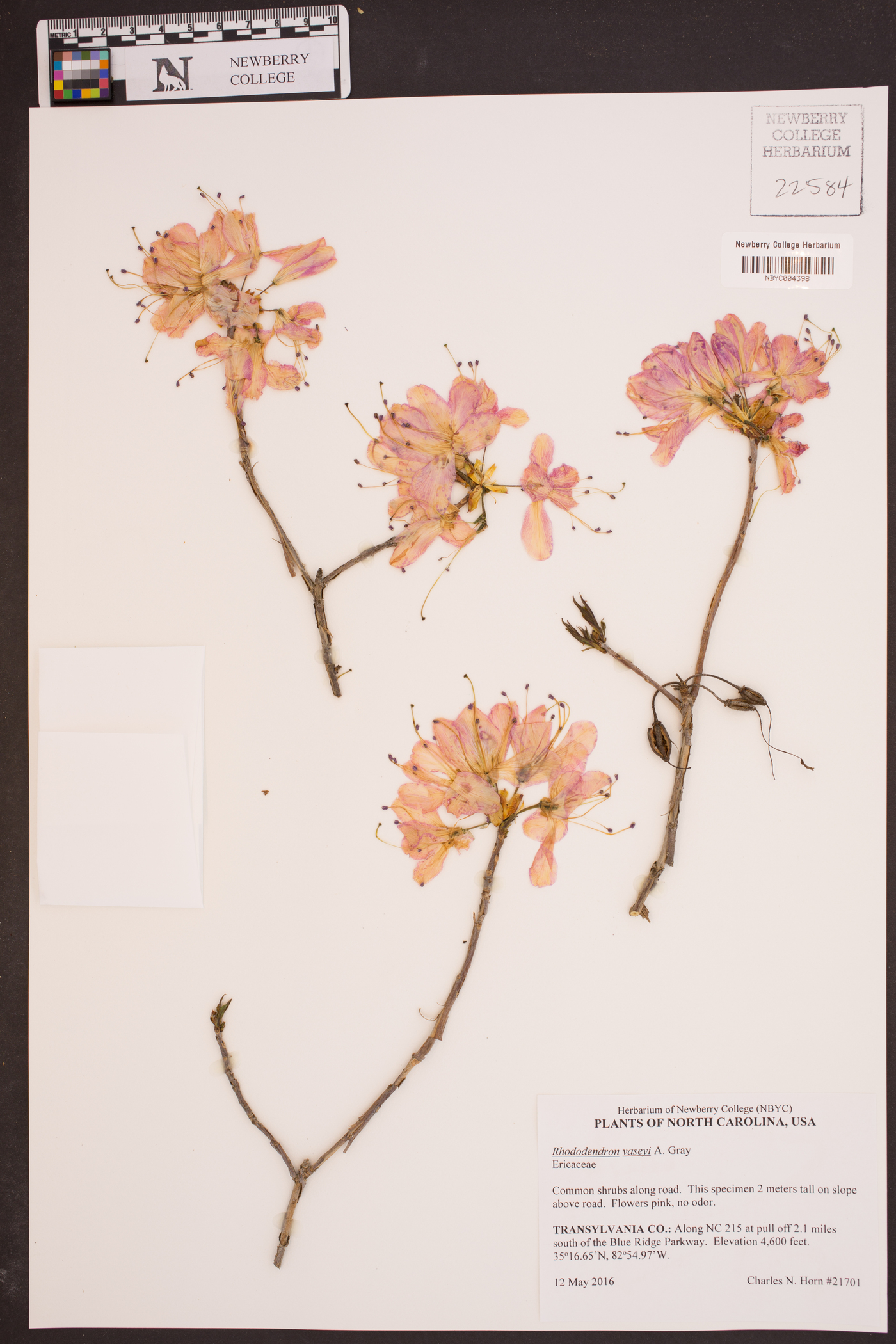 Rhododendron vaseyi image