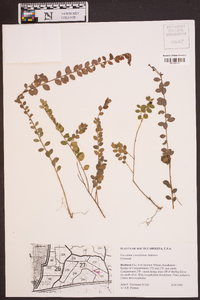 Vaccinium crassifolium image