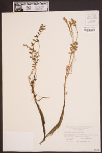 Vaccinium macrocarpon image