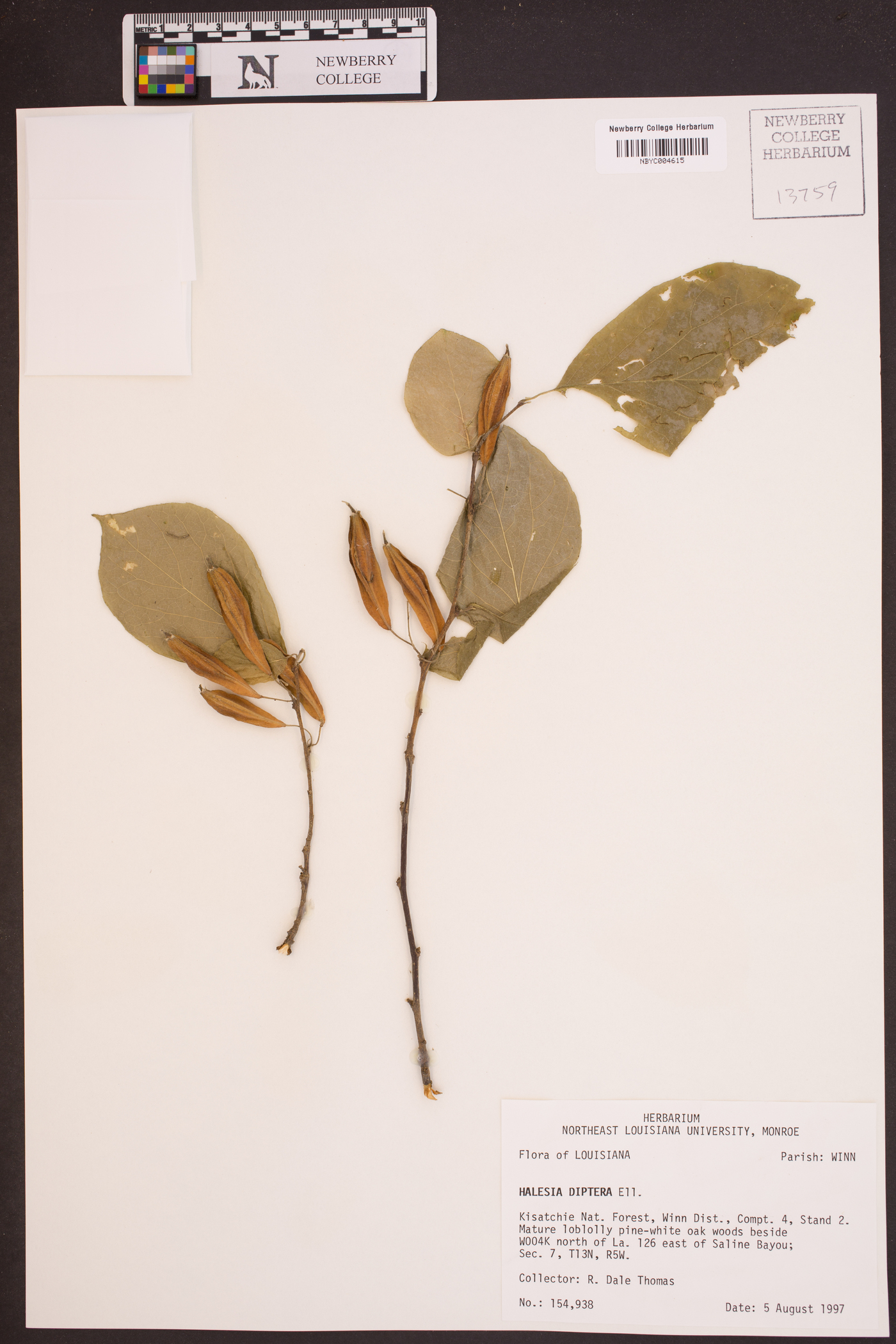 Halesia diptera image