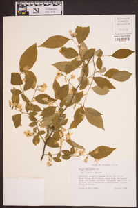 Styrax americanus image