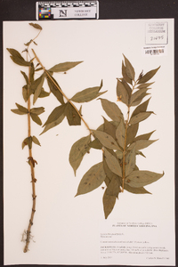 Lysimachia quadriflora image