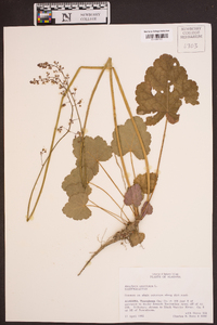 Heuchera americana image