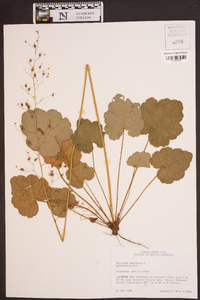 Heuchera americana image