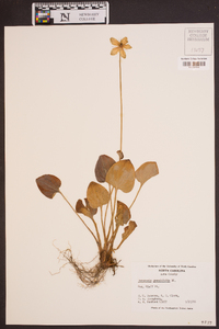 Parnassia grandifolia image