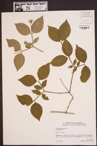 Philadelphus inodorus image