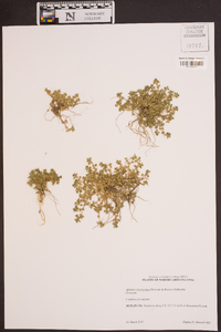 Alchemilla microcarpa image