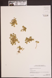 Alchemilla microcarpa image