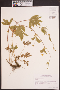 Potentilla canadensis image