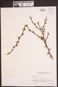 Prunus angustifolia image