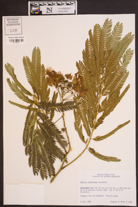 Albizia julibrissin image