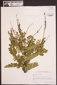 Amorpha herbacea image