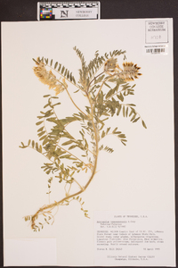 Astragalus tennesseensis image