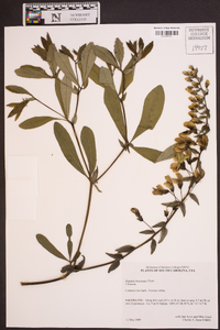 Baptisia bracteata image