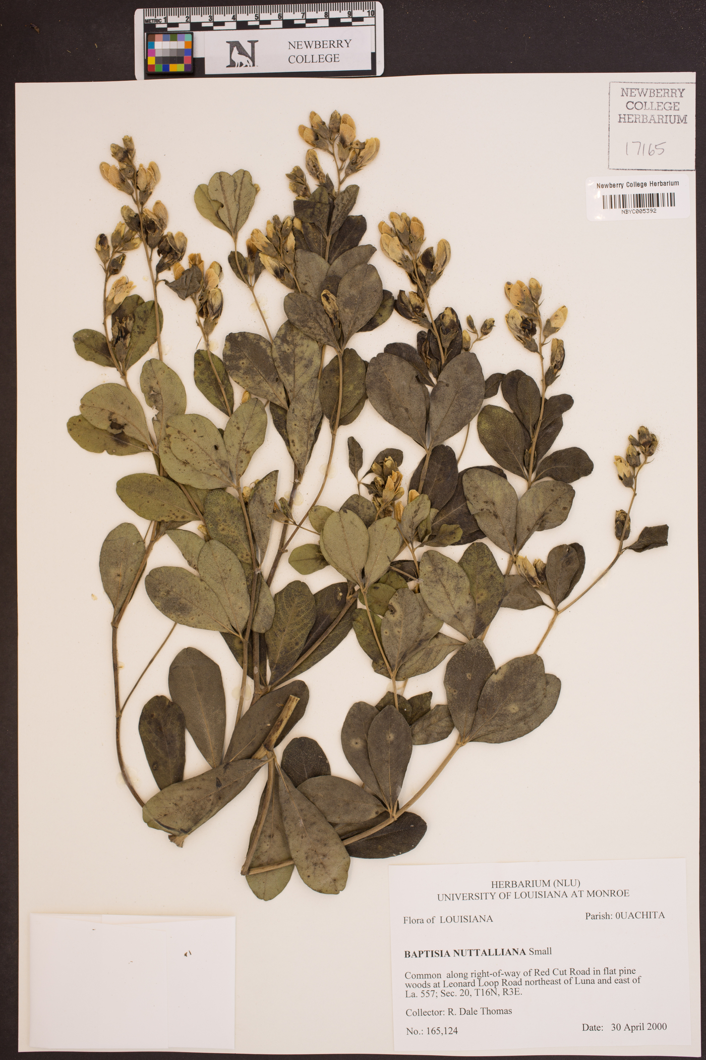 Baptisia nuttalliana image