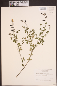 Baptisia tinctoria image