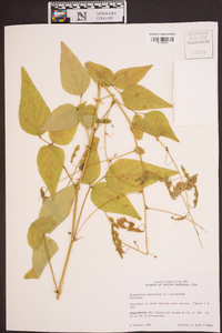 Desmodium canescens image