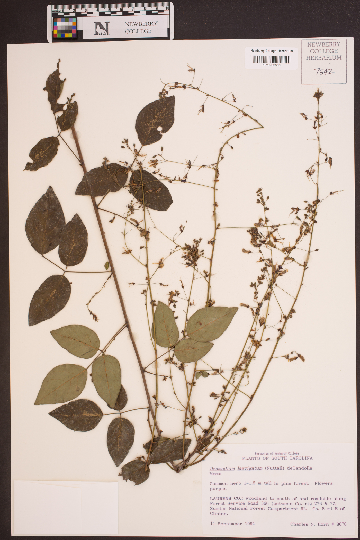 Desmodium laevigatum image