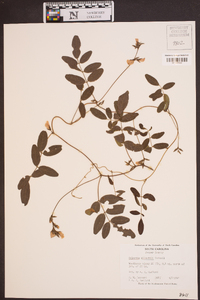 Galactia elliottii image