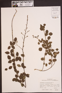 Desmodium rotundifolium image