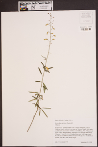 Desmodium strictum image