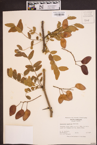 Gleditsia aquatica image