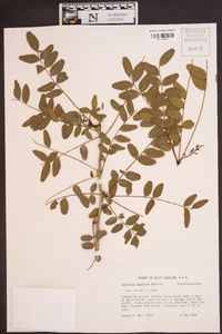 Gleditsia aquatica image