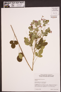 Lespedeza bicolor image